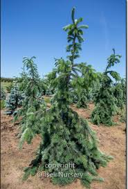 Attēlu rezultāti vaicājumam “Pseudotsuga menziesii”