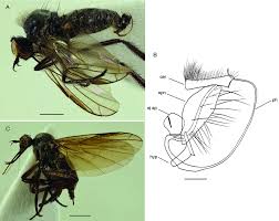 Attēlu rezultāti vaicājumam “Empis sp.”