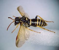 Attēlu rezultāti vaicājumam “Tenthredo scrophulariae”