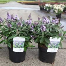 Image result for Dahlia Darkarin`