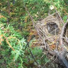 Attēlu rezultāti vaicājumam “Phylloscopus trochilus nest”