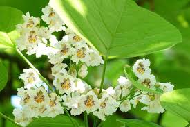 Attēlu rezultāti vaicājumam “Catalpa”