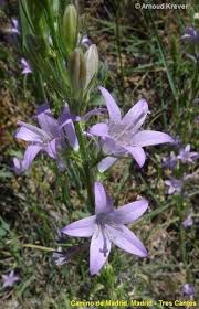 Image result for Campanula rapunculus