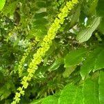 Attēlu rezultāti vaicājumam “Pterocarya fraxinifolia flower”