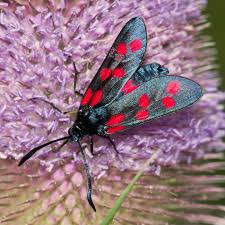 Attēlu rezultāti vaicājumam “Zygaena filipendulae”