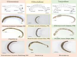 Attēlu rezultāti vaicājumam “Chironomidae larvae”