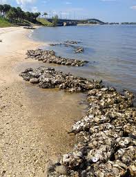 Image result for Suffolk Coastal Floaters