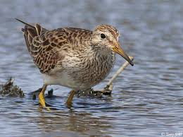 Image result for Calidris melanotos