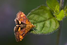 Attēlu rezultāti vaicājumam “Pyrausta purpuralis”