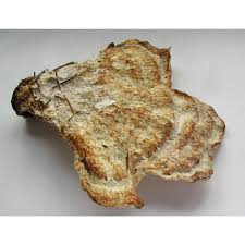 Attēlu rezultāti vaicājumam “Postia guttulata”