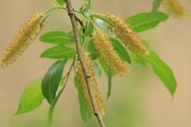 Attēlu rezultāti vaicājumam “Salix pentandra flower”