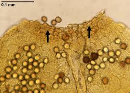 Attēlu rezultāti vaicājumam “Dicranella staphylina macro”