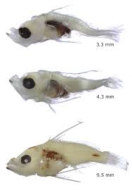 Image result for Epinephelus guttatus