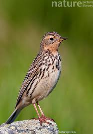 Image result for Anthus cervinus