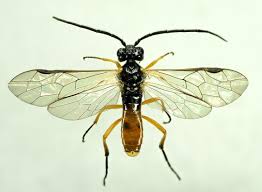 Attēlu rezultāti vaicājumam “Athelia pyriformis”