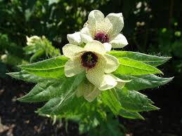 Image result for bilsenkraut