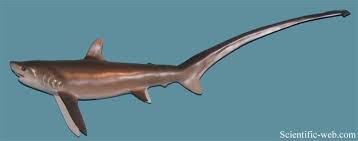 Image result for Alopias vulpinus