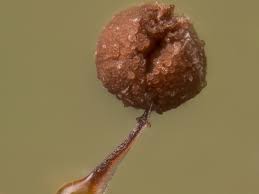 Attēlu rezultāti vaicājumam “Clastoderma debaryanum spores”