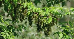 Attēlu rezultāti vaicājumam “Acer negundo fruit”