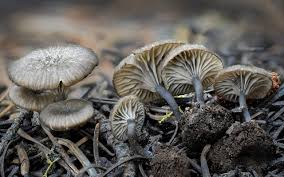 Attēlu rezultāti vaicājumam “Arrhenia spatulata”