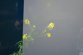 Attēlu rezultāti vaicājumam “Sisymbrium loeselii flower”