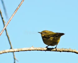 Attēlu rezultāti vaicājumam “Phylloscopus trochiloides”