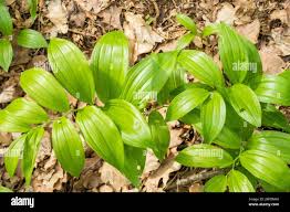 Attēlu rezultāti vaicājumam “Polygonatum multiflorum  leaf”