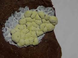 Attēlu rezultāti vaicājumam “Physarum conglomeratum”