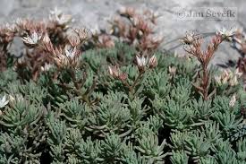 Attēlu rezultāti vaicājumam “Sedum pallidum”