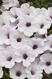 Image result for Petunia hybrida