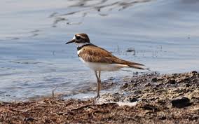 Image result for Charadrius vociferus