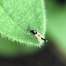 Attēlu rezultāti vaicājumam “Cricotopus male”