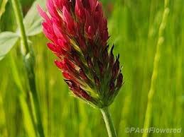 Image result for Trifolium incarnatum