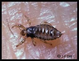 Attēlu rezultāti vaicājumam “Liceaceae”