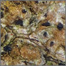 Attēlu rezultāti vaicājumam “Arthonia vinosa”