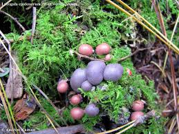 Attēlu rezultāti vaicājumam “Lycogala epidendrum s.str.”