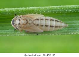 Attēlu rezultāti vaicājumam “Macrosteles nymph”