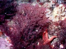 Attēlu rezultāti vaicājumam “Rhodophyta”