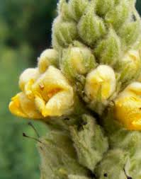 Attēlu rezultāti vaicājumam “Verbascum thapsus bud”