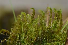 Attēlu rezultāti vaicājumam “Warnstorfia exannulata”