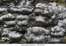 Attēlu rezultāti vaicājumam “Kretzschmaria deusta”