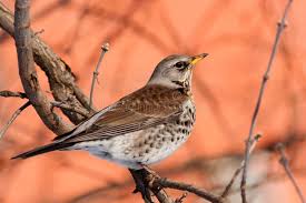 Attēlu rezultāti vaicājumam “Turdus pilaris adult”