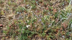Attēlu rezultāti vaicājumam “Myosotis stricta”