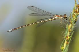 Attēlu rezultāti vaicājumam “Lestes virens”