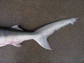 Image result for Carcharhinus isodon