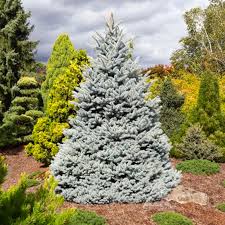 Attēlu rezultāti vaicājumam “Picea pungens”