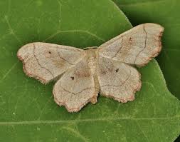 Attēlu rezultāti vaicājumam “Idaea emarginata”