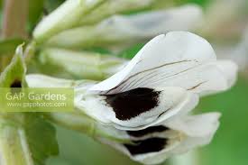 Attēlu rezultāti vaicājumam “Vicia faba flower”
