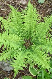 Attēlu rezultāti vaicājumam “Dryopteris”