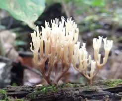 Attēlu rezultāti vaicājumam “Clavicorona pyxidata”